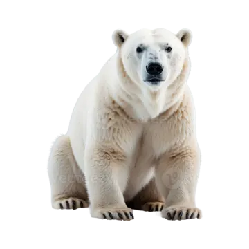 a polar bear sitting in front of a white background