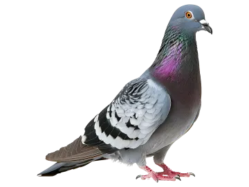 a pigeon standing on the ground