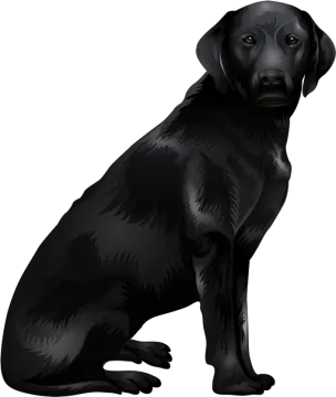 a black labrador dog sitting on the ground