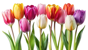a bunch of colorful tulips