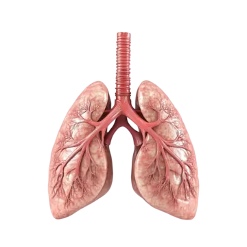 a diagram of the lungs