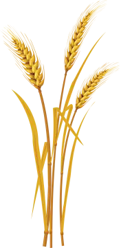 two stalks of wheat on white background