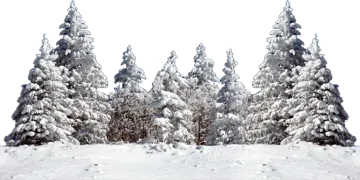 a group of trees covered in snow