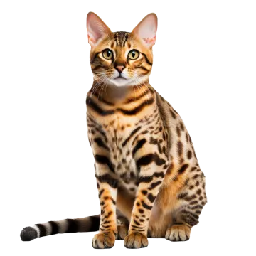 a bengal cat sitting on a white background
