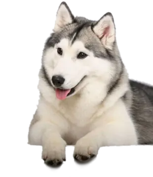 a husky dog laying down with its tongue out