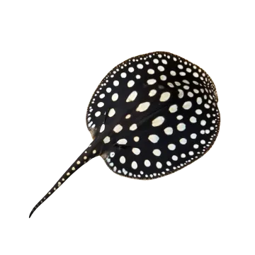 a black and white spotted butterfly