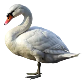 a white swan is standing on the ground
