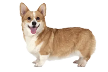 a small dog standing in front of a white background