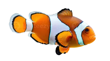 an orange clown fish with white background