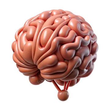 an image of a human brain