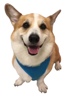 a small dog wearing a blue banda