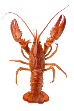 a lobster on a white background