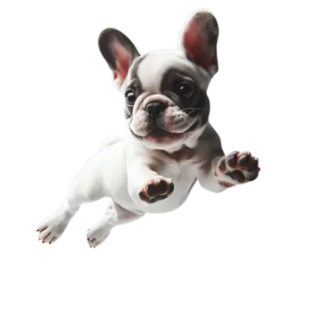 a small dog is jumping in the air