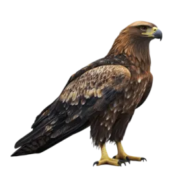a bird that is standing on a white background