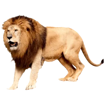 a lion walking on a white background