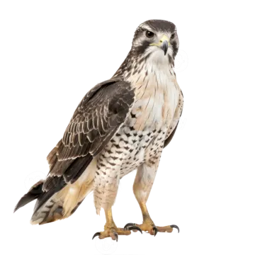 a red - tailed hawk in front of a white background
