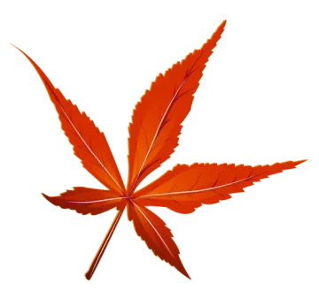 a red leaf on a white background