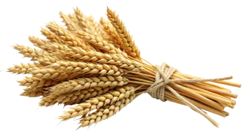 a bunch of wheat on a white background