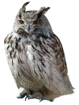 an owl is sitting on a white surface