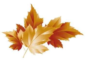 a golden maple leaf on a white background