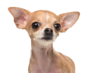 a small dog is looking at the camera