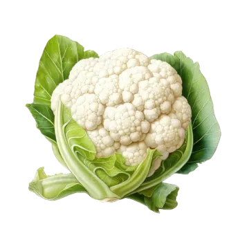 a head of caulia on a white background