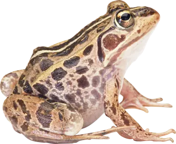 a close up of a frog on a white background