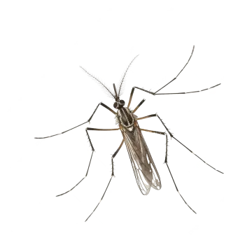a mosquito on a white background