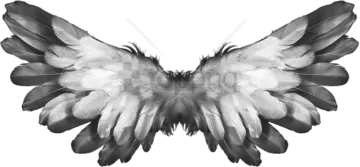 black and white wings png