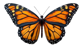 a monarch butterfly on a white background