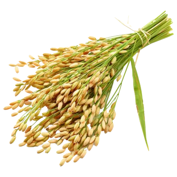 a bunch of wheat on white background