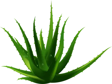 a green plant with water droplets on it
