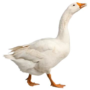 a white duck with orange feet walking towards the camera