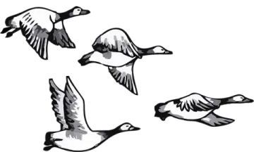 a group of birds flying in the air