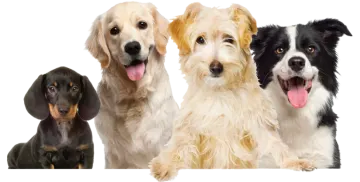 a group of dogs