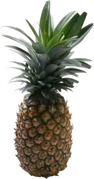 a pineapple on a white background