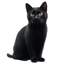 a black cat with yellow eyes sitting down