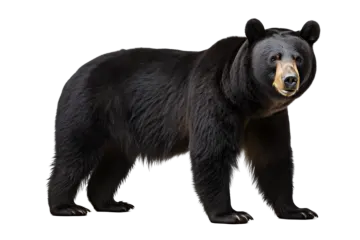 a black bear standing on a white background