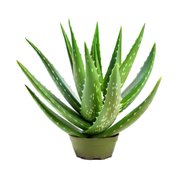 a green plant with white spots on it