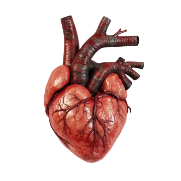 a human heart on a white background