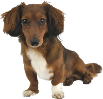 a small brown and white dog sitting down