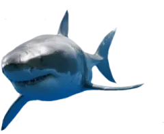 a great white shark swimming in the ocean