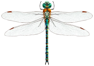 a colorful dragon on a white background