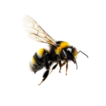 a close up of a bee on a white background