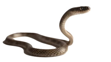 a brown snake on a white background