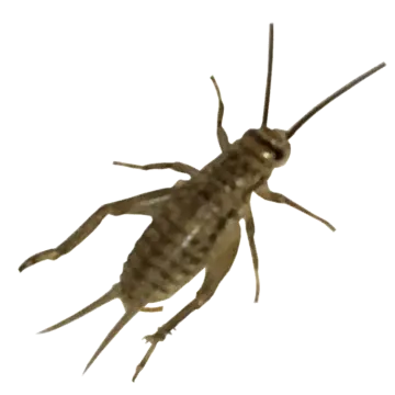 an insect on a white background