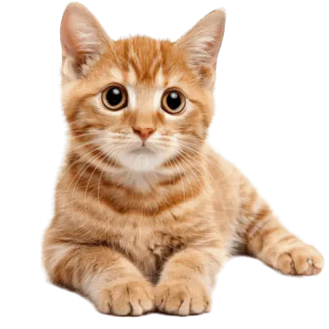 a small kitten laying down on a white surface