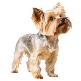 a small dog standing in front of a white background