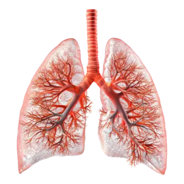a diagram of the lungs