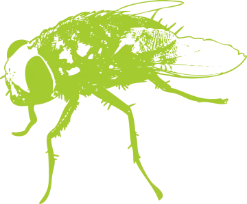 a drawing of a fly insect